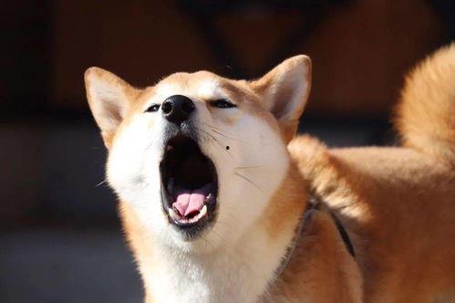 101忠狗表情包,狗狗界的欢乐集结号